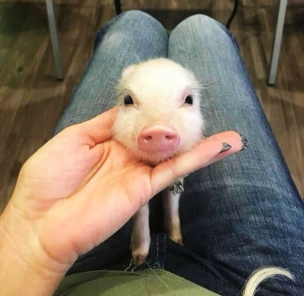 猪是世界上最圆的天使