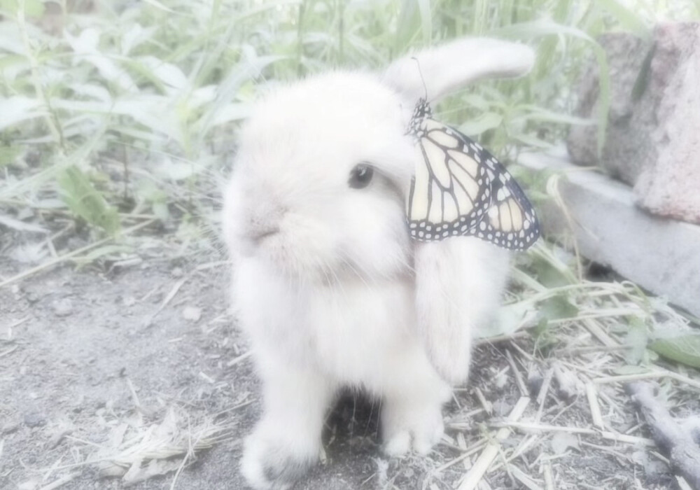 你泪痕像条绿色的锈