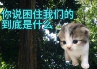 表情包