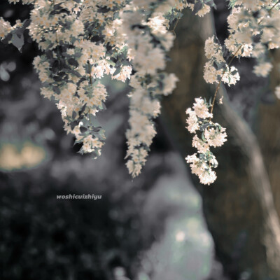 遇见她 如春水印梨花