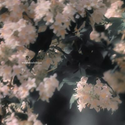 遇见她 如春水印梨花