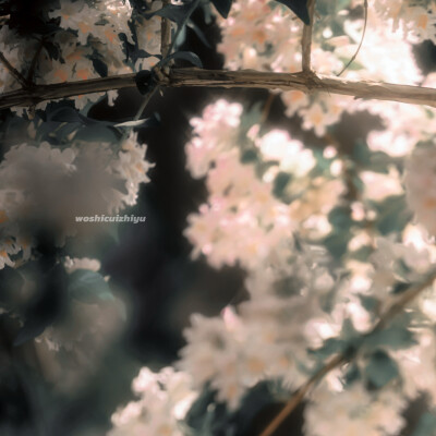 遇见她 如春水印梨花