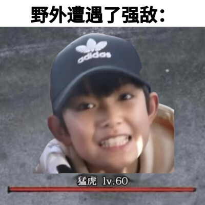 猪