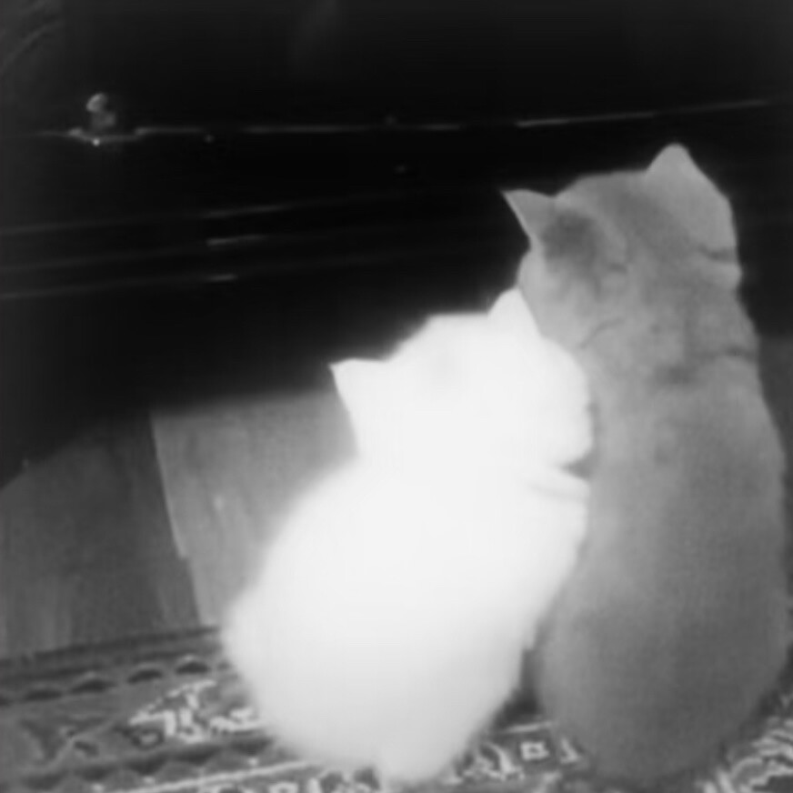 *･゜ﾟ･*:.｡..｡.:*･'(*ﾟ▽ﾟ*)'･*:.｡. .｡.:*･゜ﾟ･*