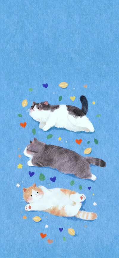 可爱猫
