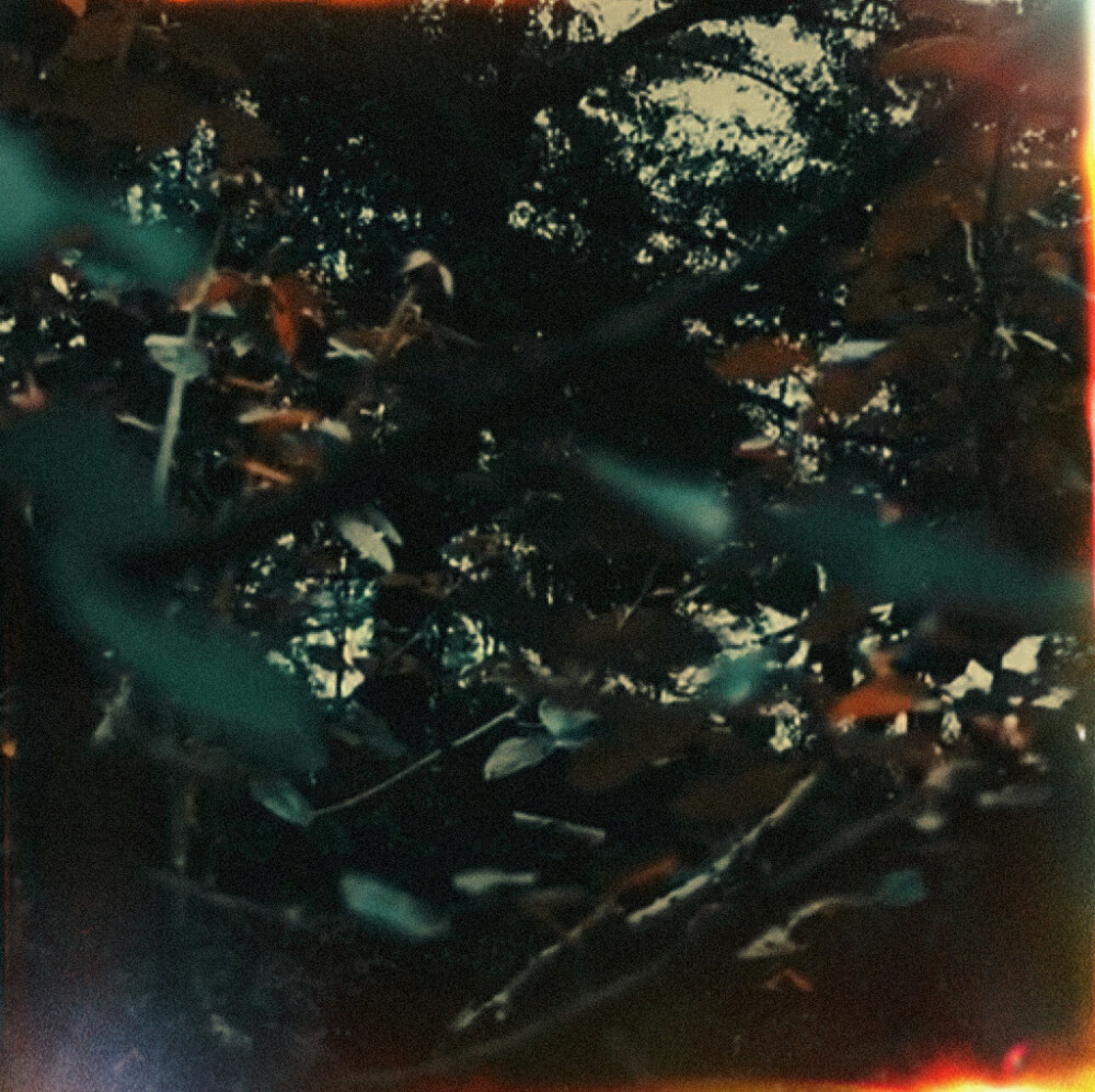 ： 閱覽群書 枯木生花 而你是我閱盡千帆覽遍書籍的枯木逢春
