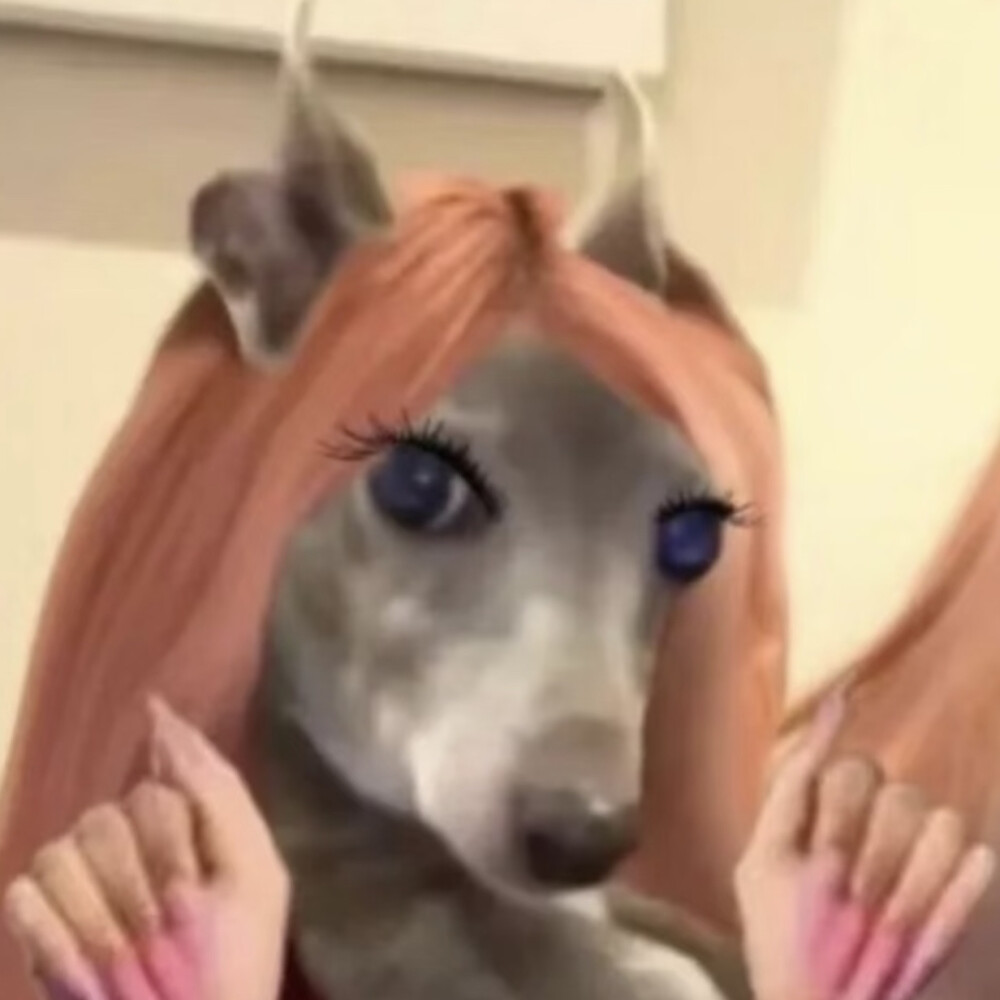 Mean girl 狗子表情包