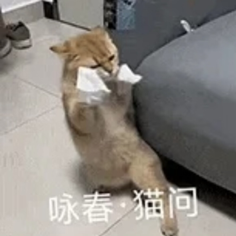 沙雕猫咪表情包