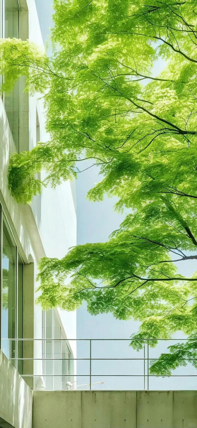 绿色护眼壁纸