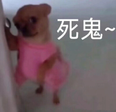 吉娃娃表情包