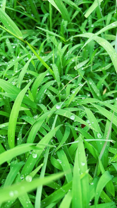 青草