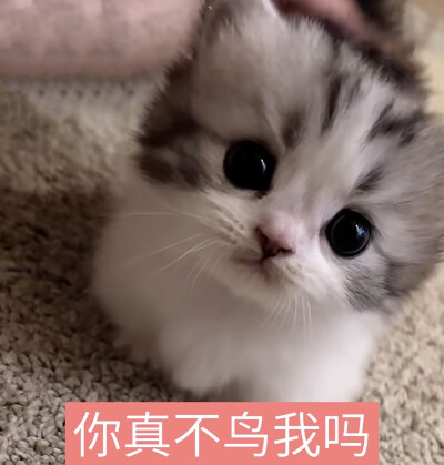 宝宝