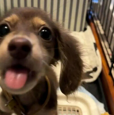 腊肠狗头像