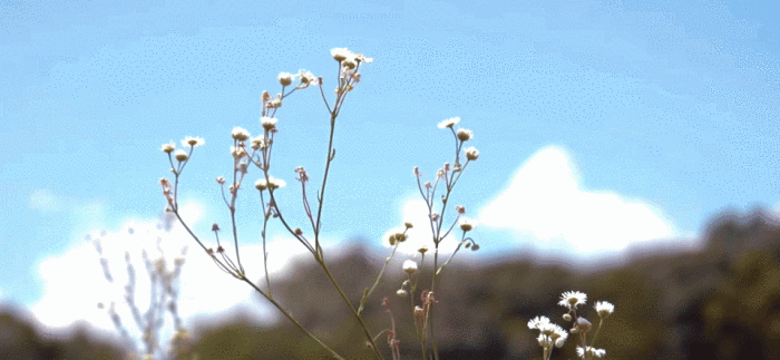 처음 보는 것은 영원이다 ˖ ：初见即是永远