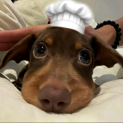 腊肠狗头像