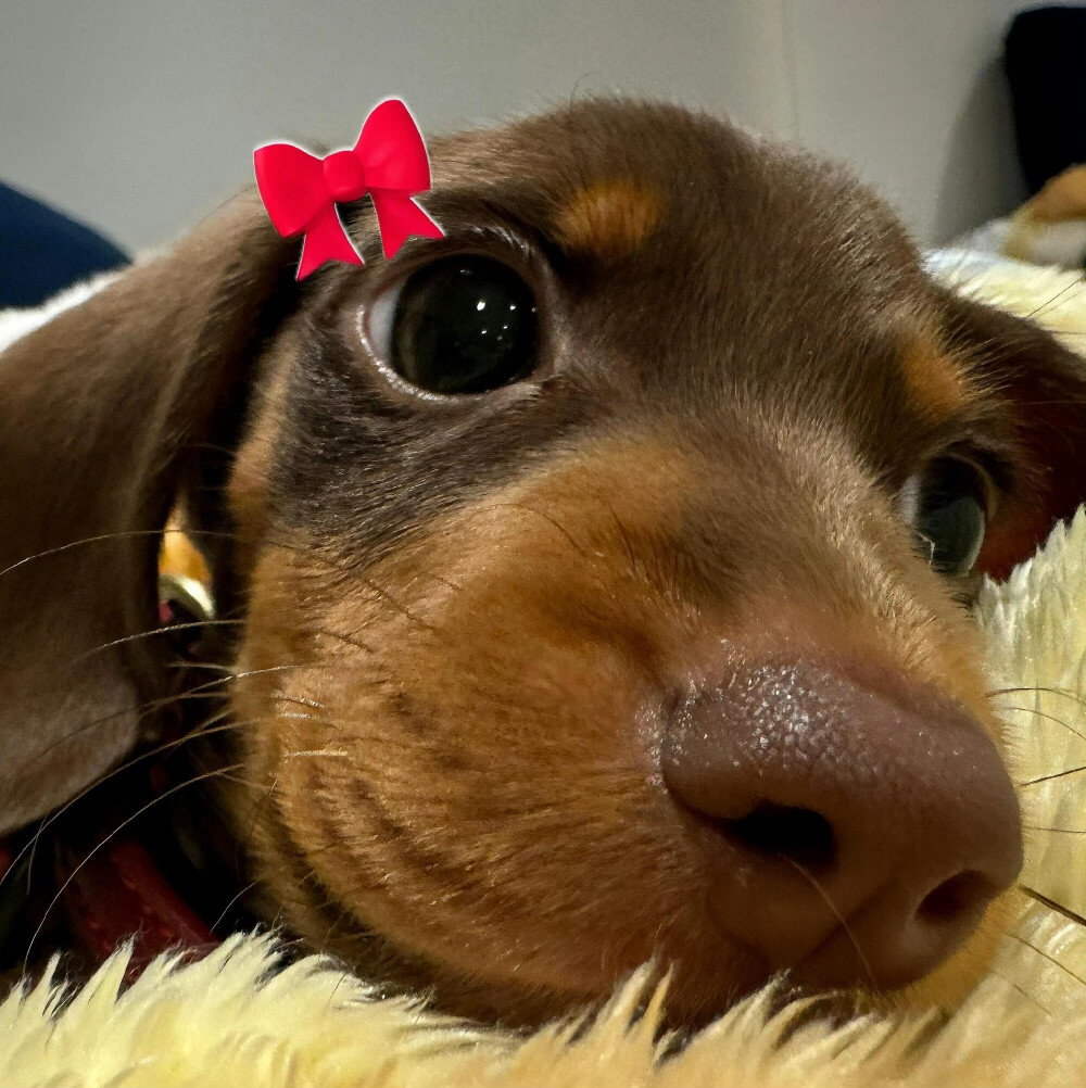 腊肠狗头像