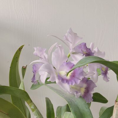 兰花草