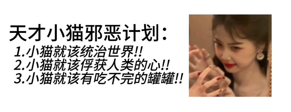 猫猫统治世界…!!