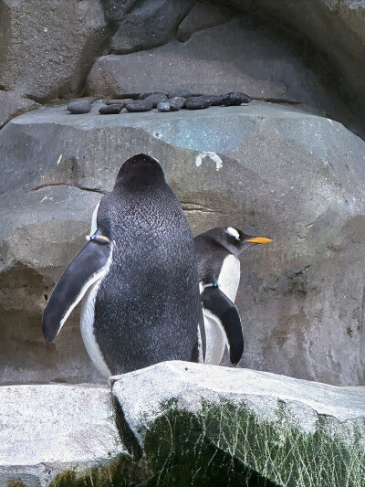 日常
半阙流云