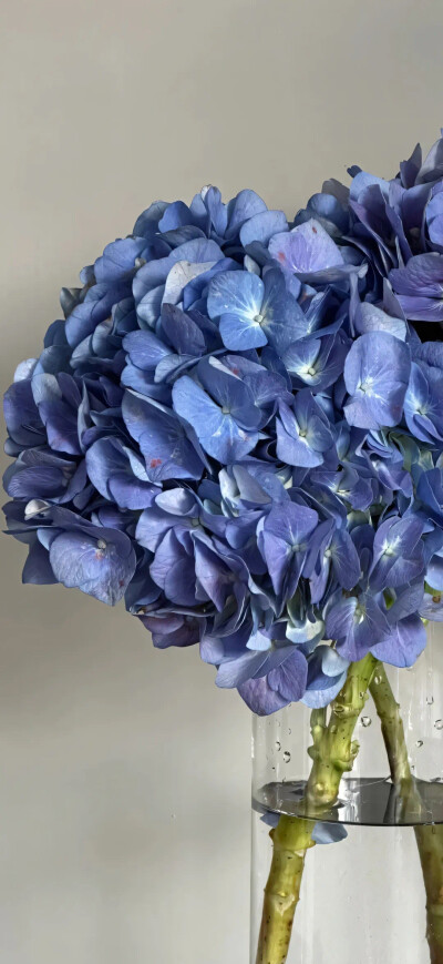 绣球花壁纸