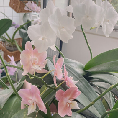 兰花草