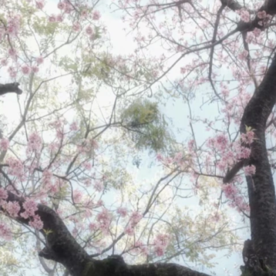 绿野仙踪
