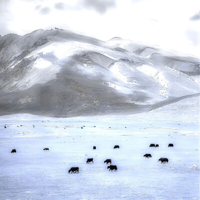 
Boiling snowy night、零度温差⁺