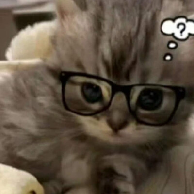猫猫狗狗玩偶 头像