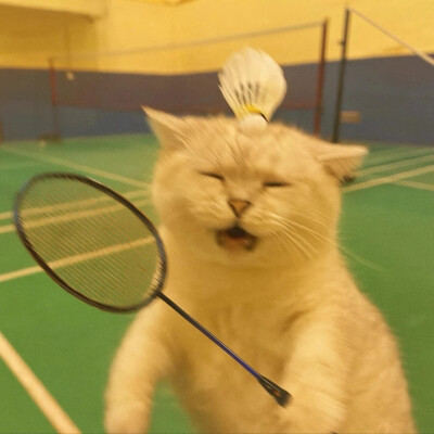 猫咪头像