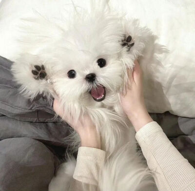 可爱小狗头像