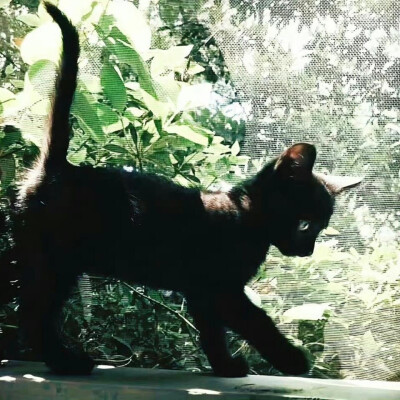 黑猫