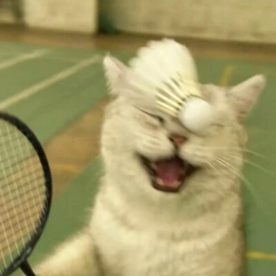 猫咪头像