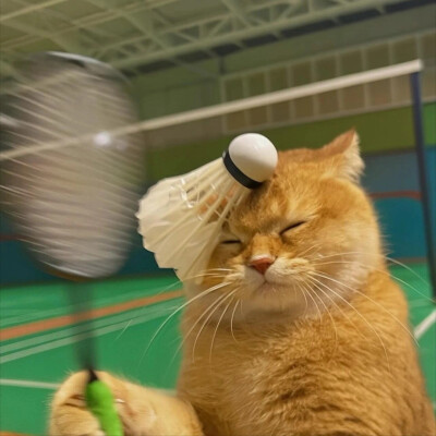 猫咪头像