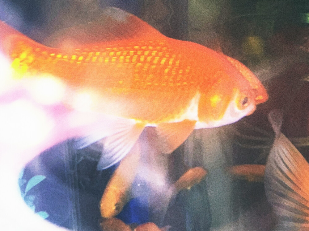 金鱼