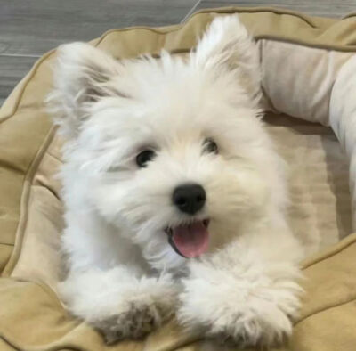 可爱小狗头像