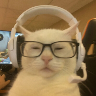 猫咪头像