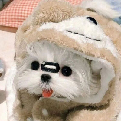 可爱小狗头像