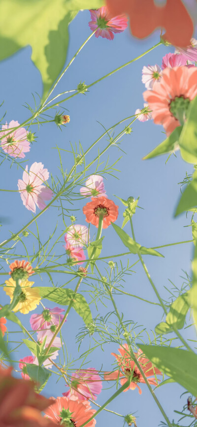 花壁纸