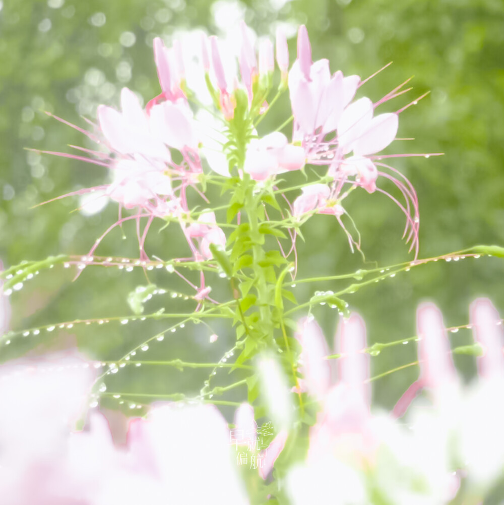 ..ᜊ一拳萌倒全世界ᜊ..