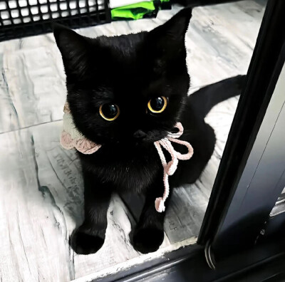 黑猫