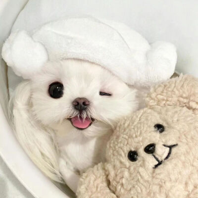 可爱小狗头像
