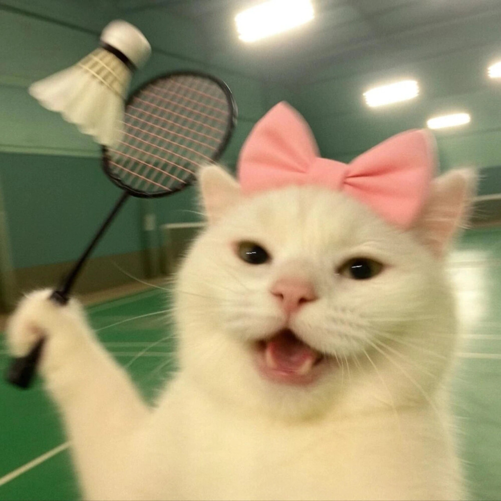 猫咪头像