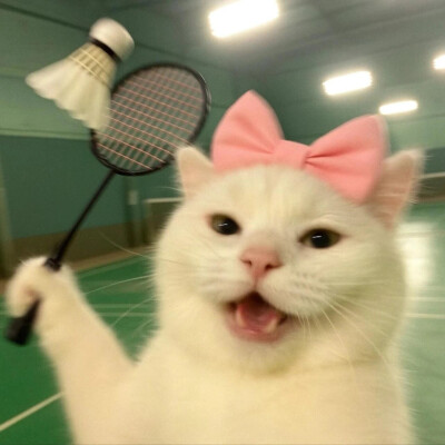 猫咪头像