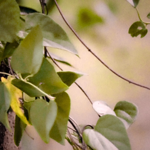 Incapable de tenir：刚刚我错过的大雨"HaBcerga.…