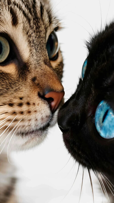猫咪壁纸