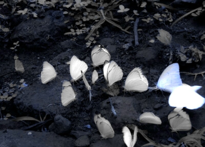 ！！lop-eared rabbit⊹. ˖♡《동화 고백》⋆.˚