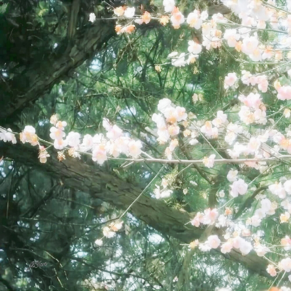 "搖晃的雪白花樹*Le vent froid de thurther n'arrive jamais｀