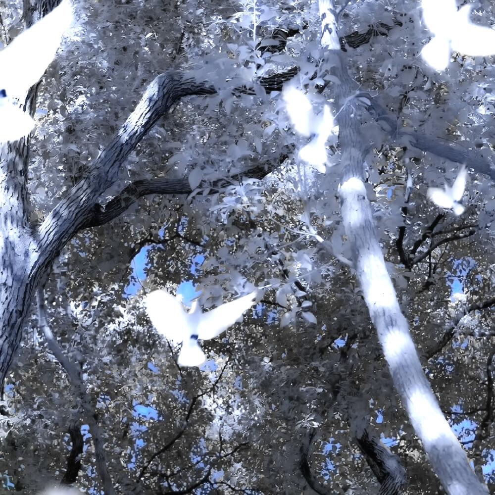 欸 没办法 诡秘修的太好看了 我顺着网线偷回来给大家展示一波 @杏雪樹