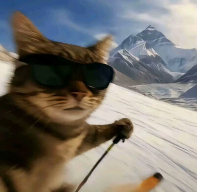 小宠