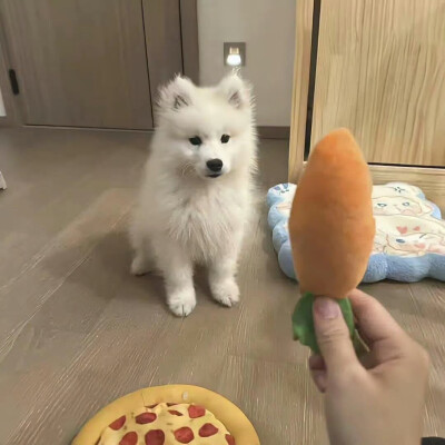 小宠